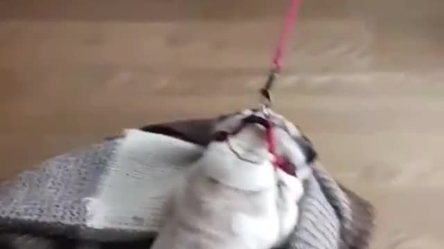 Pug dragged on brown blanket in red leash