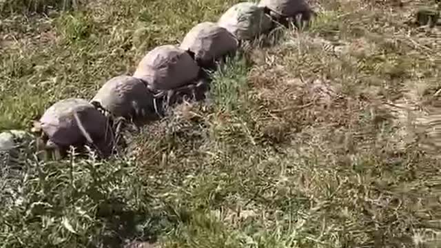 The turtles lined up to bask in the sun