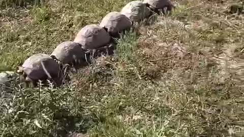 The turtles lined up to bask in the sun