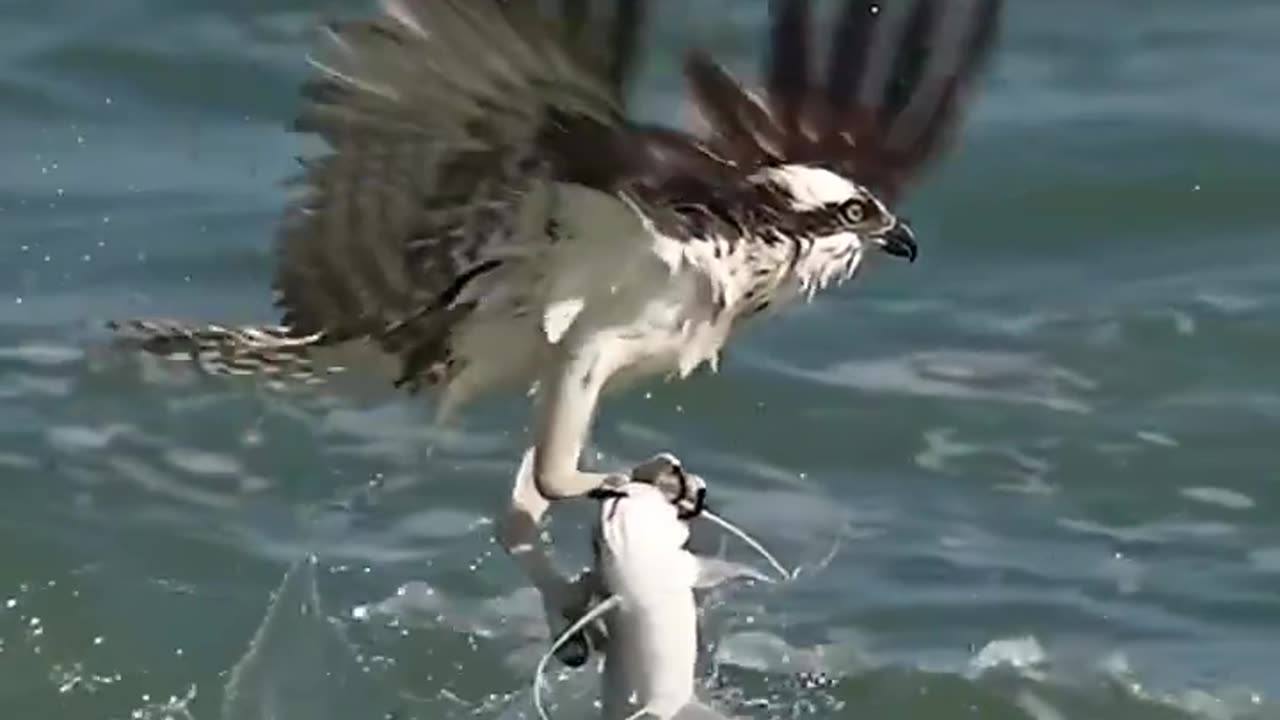 Bird Catches Giant Cat Fish