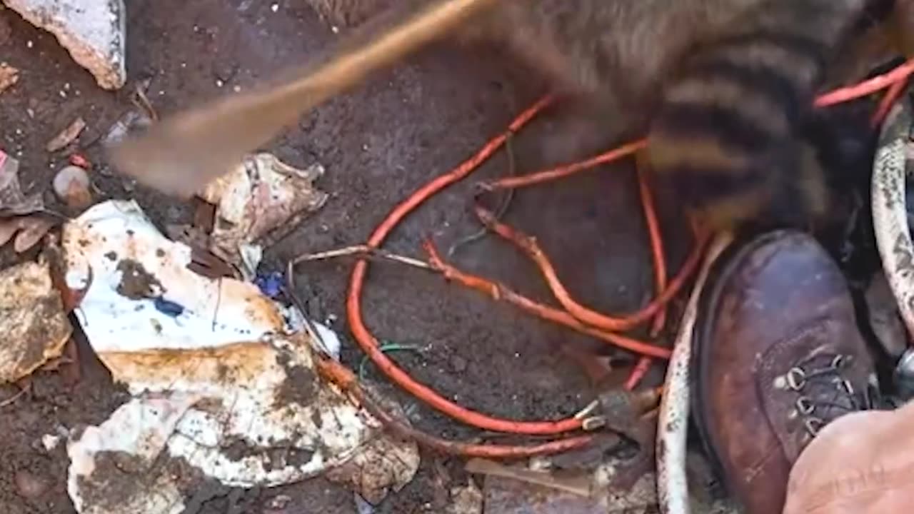 Raccoon had her head trapped in a dumpster for hours