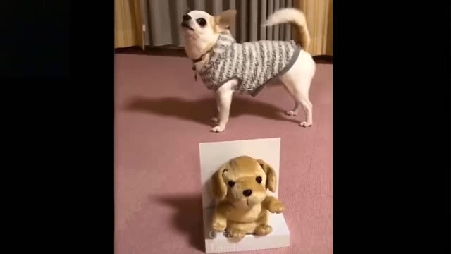 Funny Pet Videos ||| Cute Pets