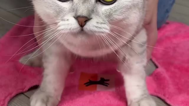 How to trim cat's claws