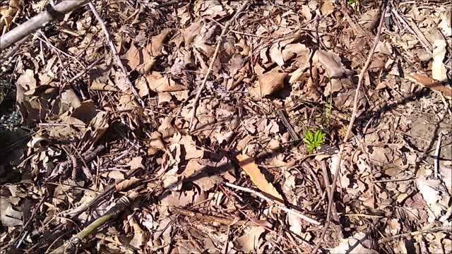 More Missouri Morel Mushroom Hunting Tips