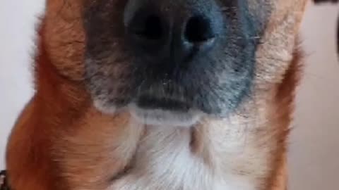 2023-08-27 - Truth Pups - Sunday News update