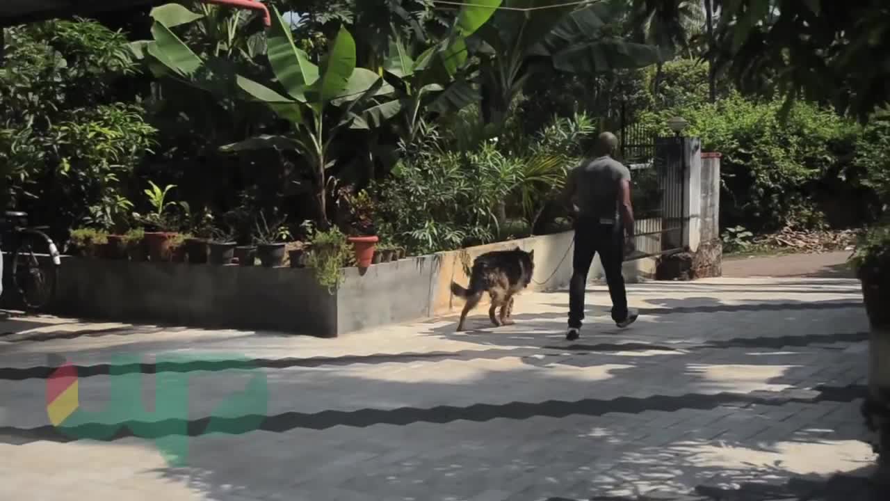 aggressive dog vs trainer