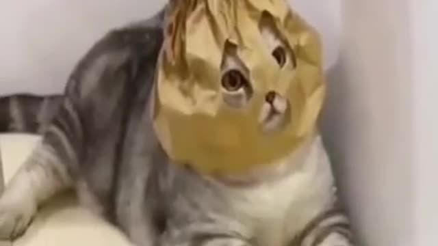 Super cute little dog funny cats playing mischief