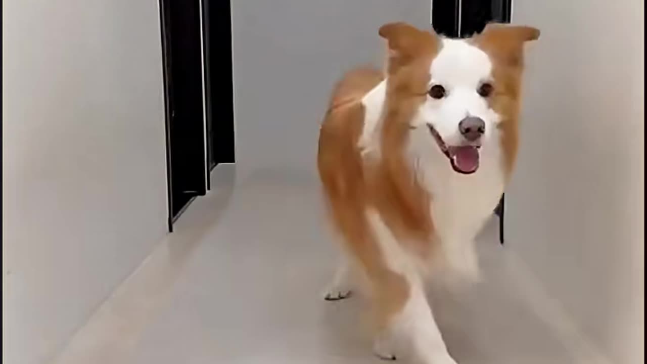 Funny Dog