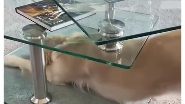 Yoga Lessons