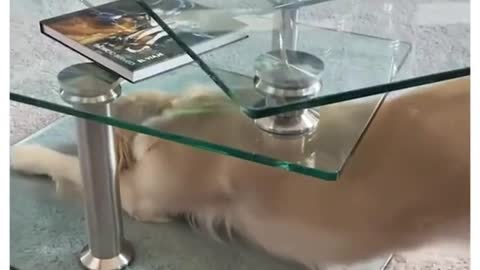 Yoga Lessons