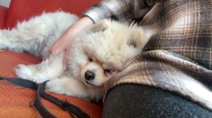 Drowsy puppy in the afternoon