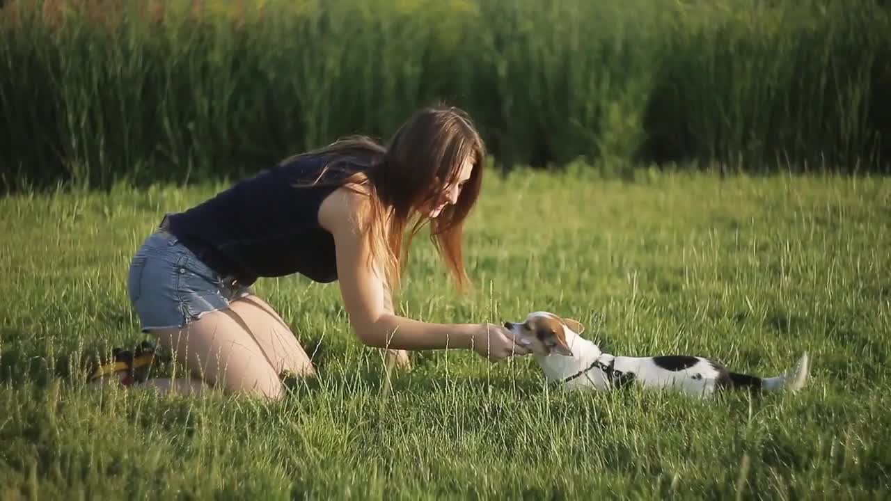 Basic Dog Training