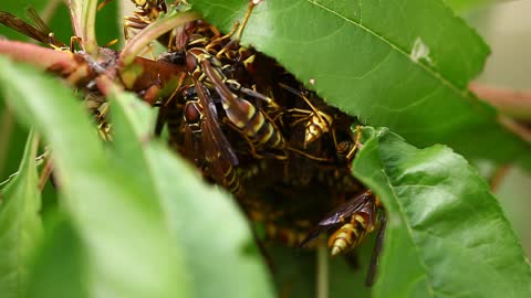 Large nest of Paper Wasp up close.