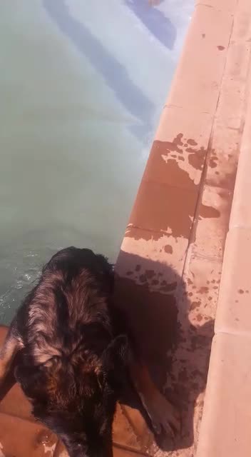 Swimming German Shepard