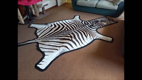 Felted Zebra Hide Rug Gorgeous