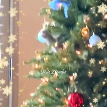 I swear it wasn't me! 😼 Cats are the true Grinches of Christmas.