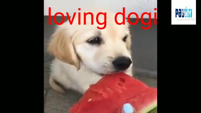 Doggy karte and short video and funny