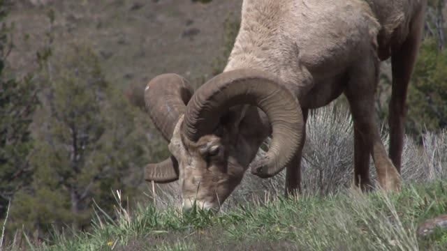 wild animal long horned sheep