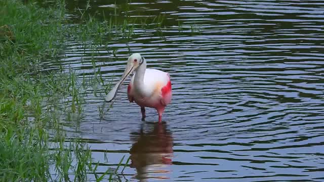 Roseate Spoonbill & Mallard Duck Family