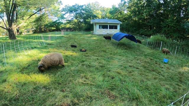 What Shetlands Do While We Work