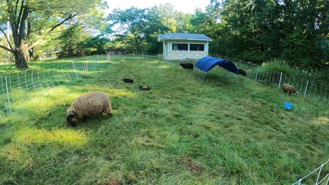 What Shetlands Do While We Work