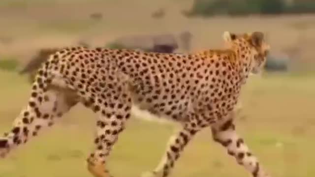 A cheetah with a brisk gait