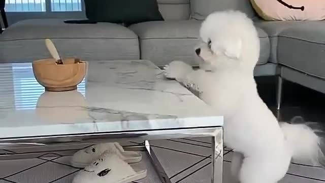 Dog, funny , baby dog , hungry, hungrydog, sweet, sweet dog , white , white dog