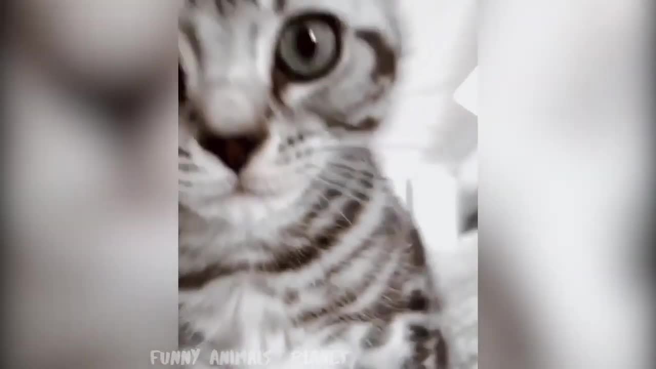 Awesome Cute Animals Videos 😇