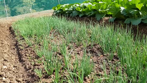 Cabbages in a country farm