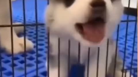 Fanny animals