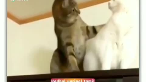 Love at first sight watsapp tamil status ❤️❤️❤️ funny animal comedy status