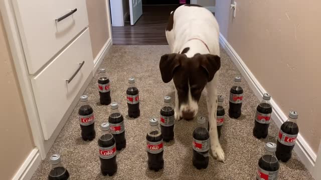 How many bottles does Nala knock over? Dog Obstacle Course, Go Nala!