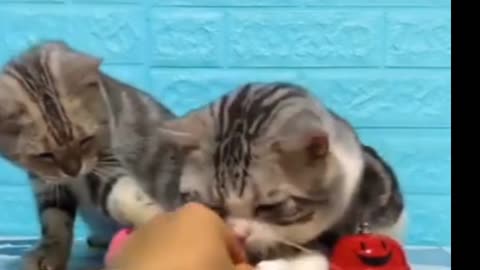 Funny cats