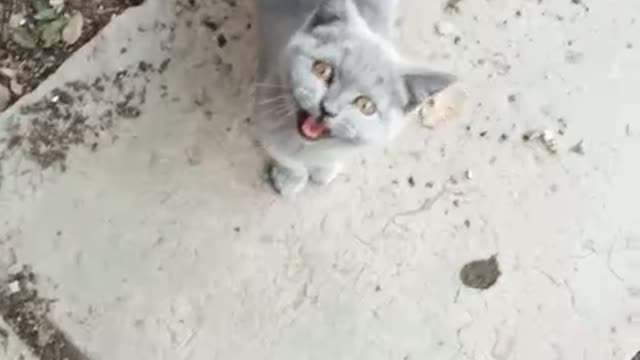 My cat Stella
