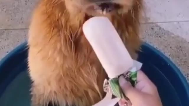 Golden retriever enjoys his popsicle