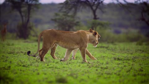 Loin and lioness are walking together