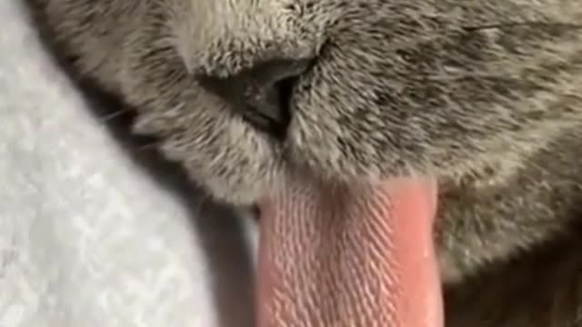 Funny cat , sleeping cat