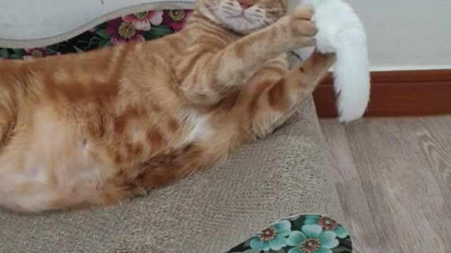 a cat lying down and playing furiously