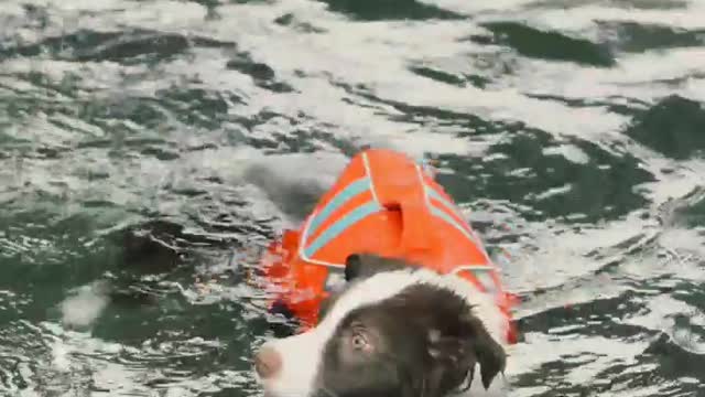 Dog training video swimming