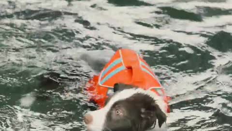 Dog training video swimming