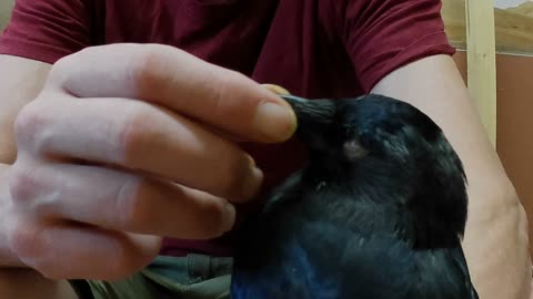 An English Jackdaw Journey