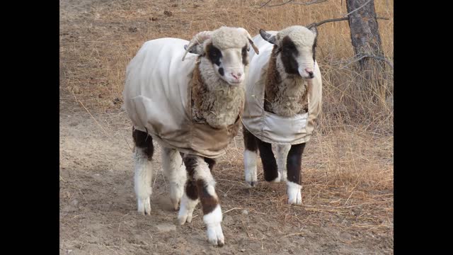 12 Days of Sheherds - Day 8 - Steitzhof Merinos