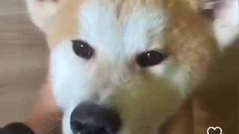funny animals #04