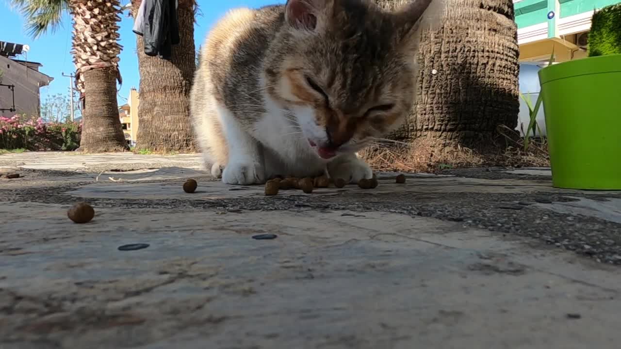 Ginger cat with short tail is purring for attention