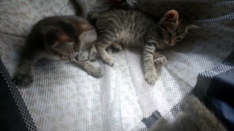 three feral kittens rescued