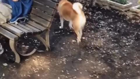 Three dogs follow each other