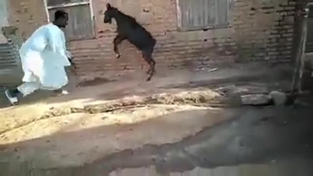 عنز مضحك