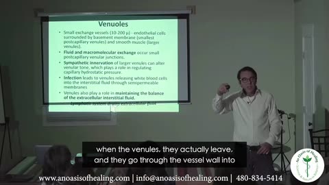 Function Of The Endothelium