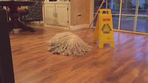 Dog and mop merge into one