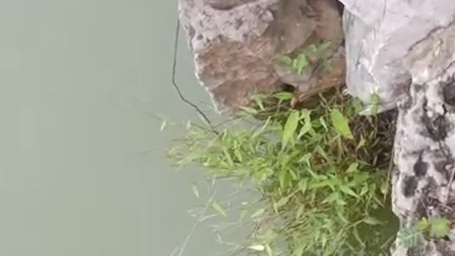 Does this tree grow on a cliff?